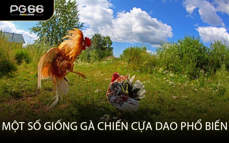 Một số giống gà chiến cựa dao phổ biến